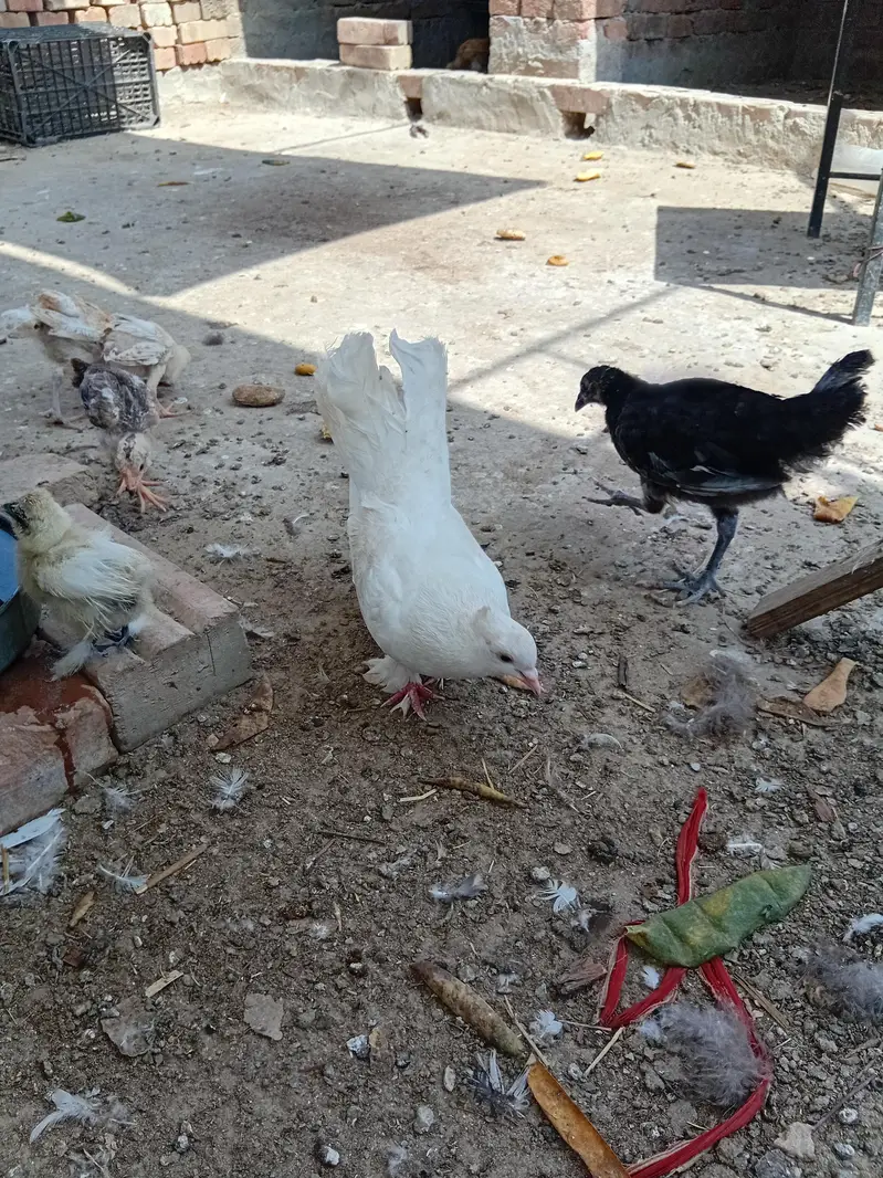 gobara. lucky . hifly pathy sale and exchange with aseel hens — photo 7