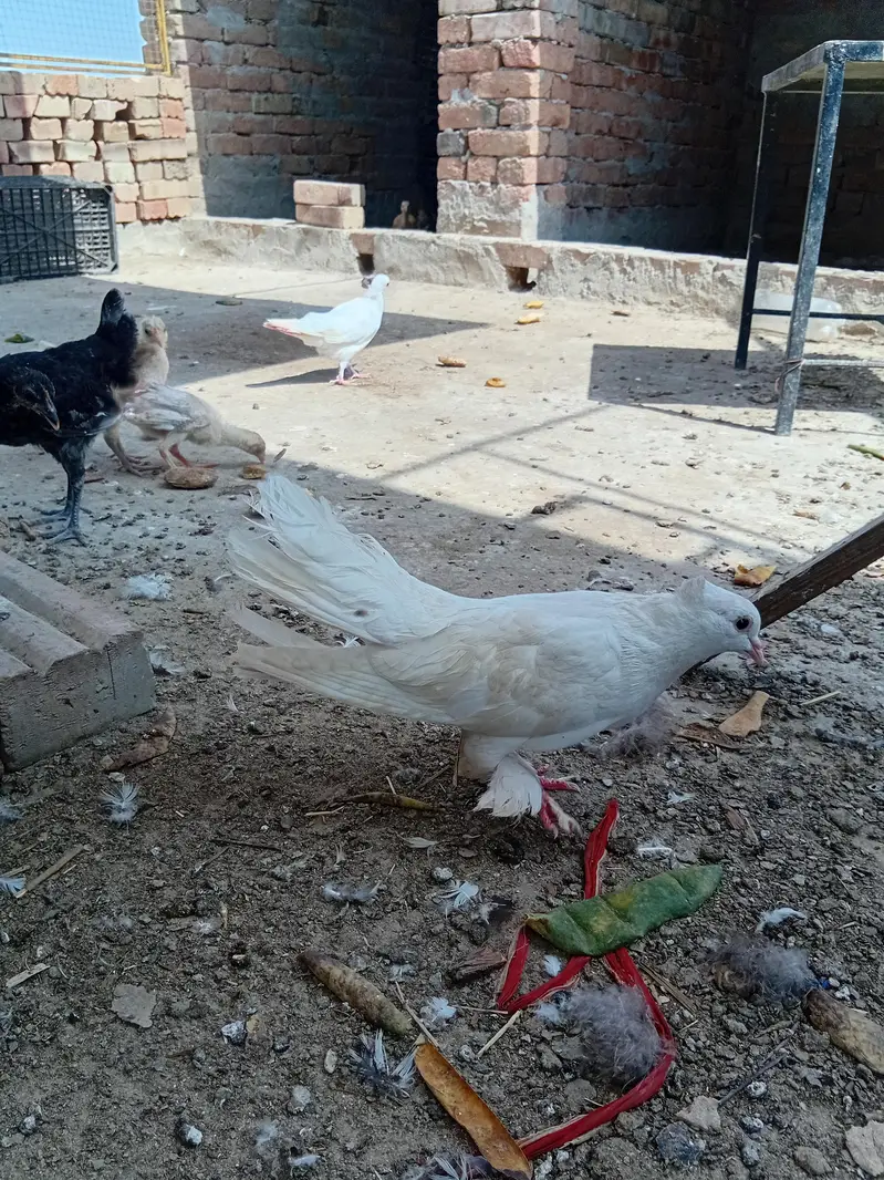 gobara. lucky . hifly pathy sale and exchange with aseel hens — photo 8