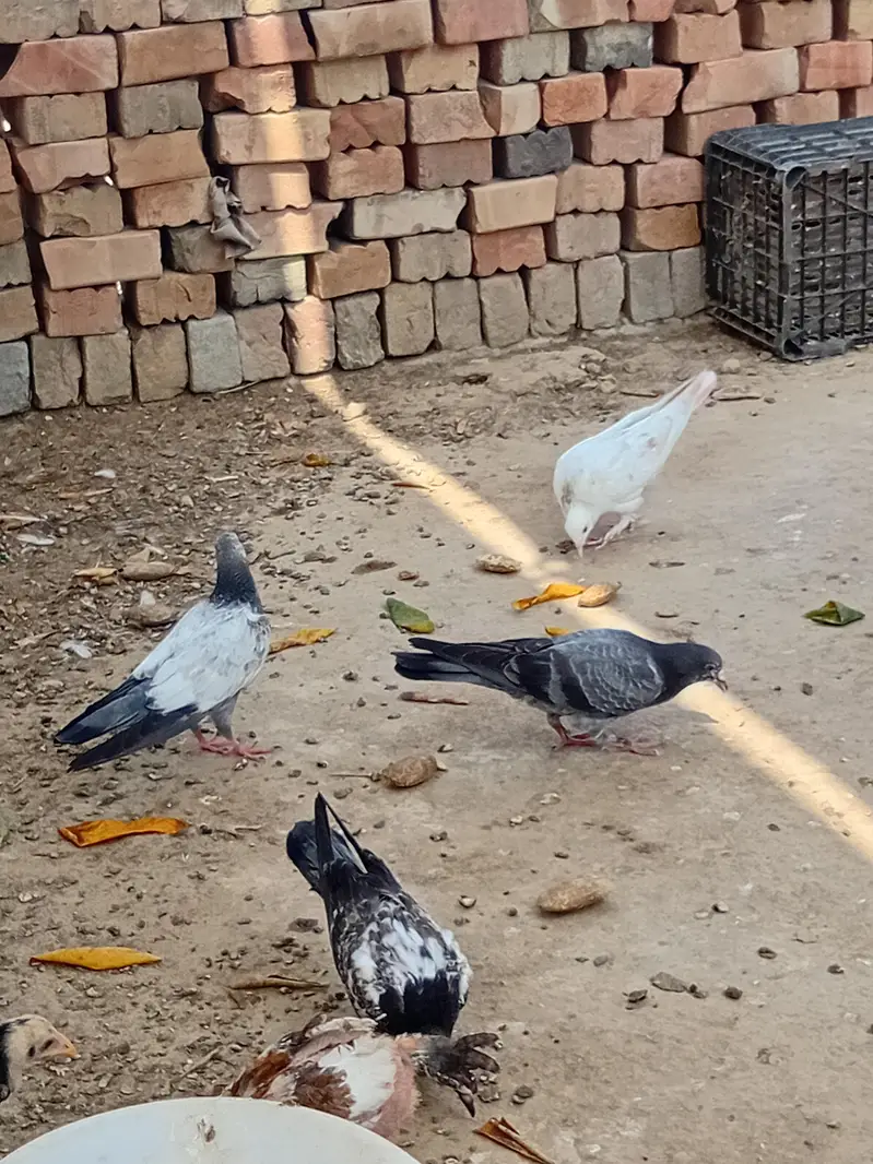 gobara. lucky . hifly pathy sale and exchange with aseel hens — photo 9