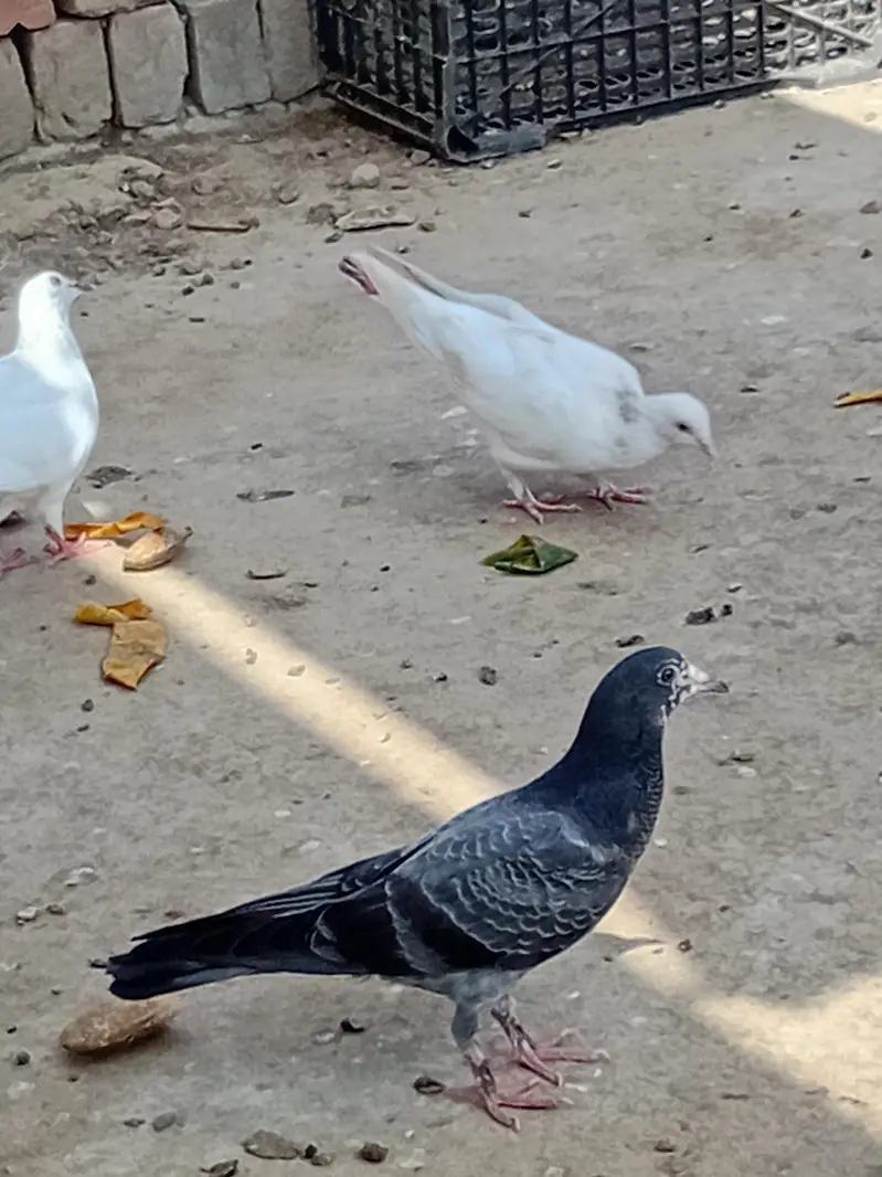 gobara. lucky . hifly pathy sale and exchange with aseel hens — photo 10