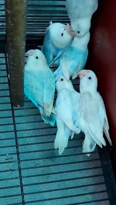 Pale fellow Lovebirds
