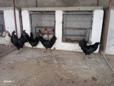 Egg Laying Ayam Cemani Gray Tounge