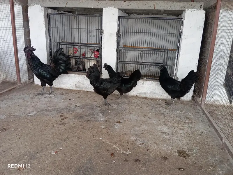 Egg Laying Ayam Cemani Gray Tounge — photo 2