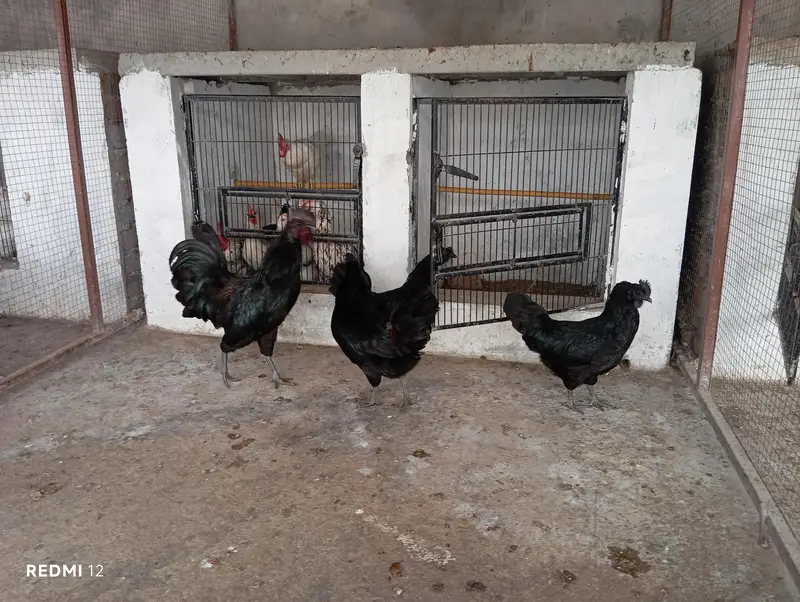Egg Laying Ayam Cemani Gray Tounge — photo 3