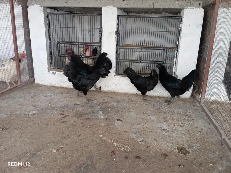 Egg Laying Ayam Cemani Gray Tounge — photo 4