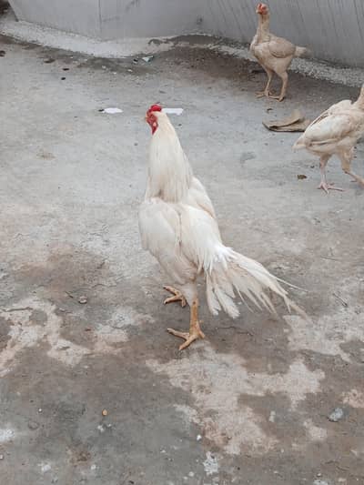 1 murgha and 2 madii