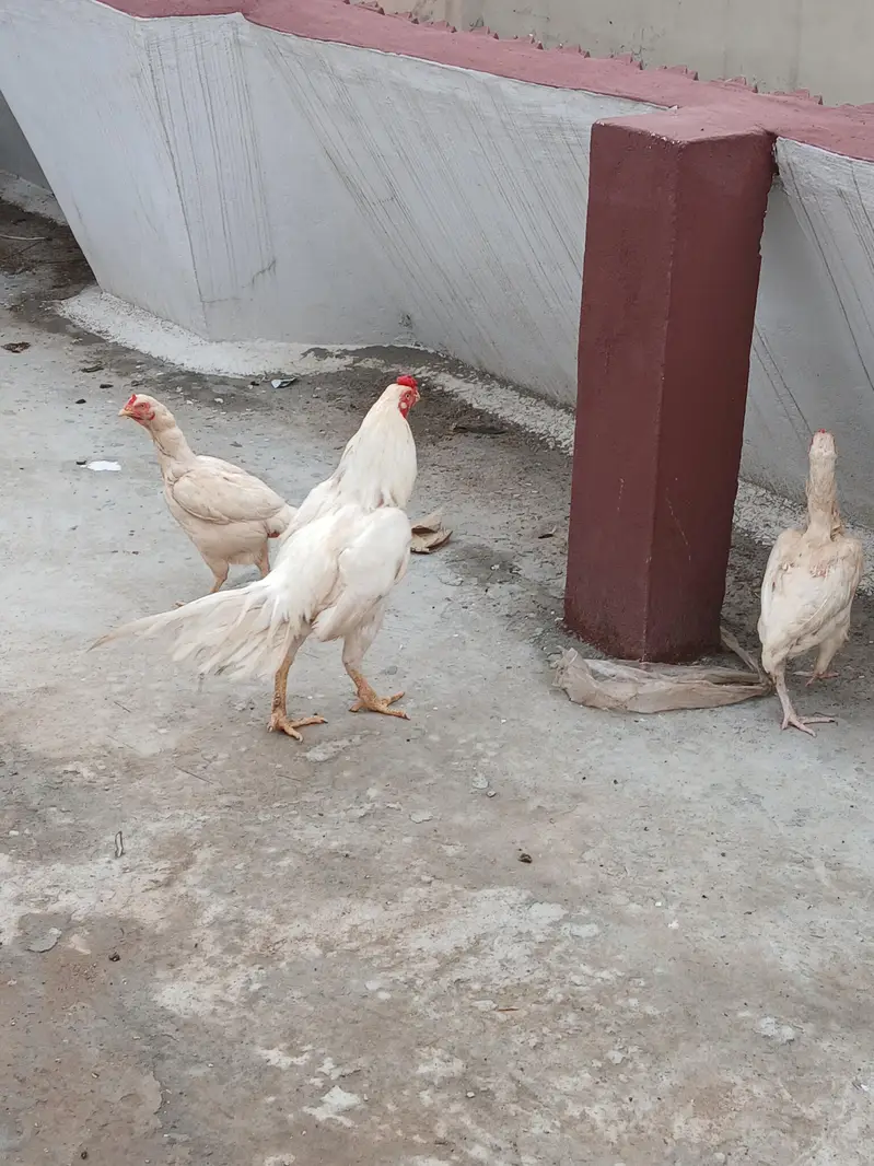 1 murgha and 2 madii — photo 2