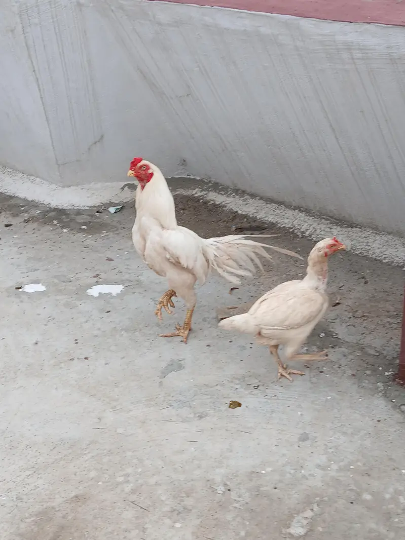 1 murgha and 2 madii — photo 3