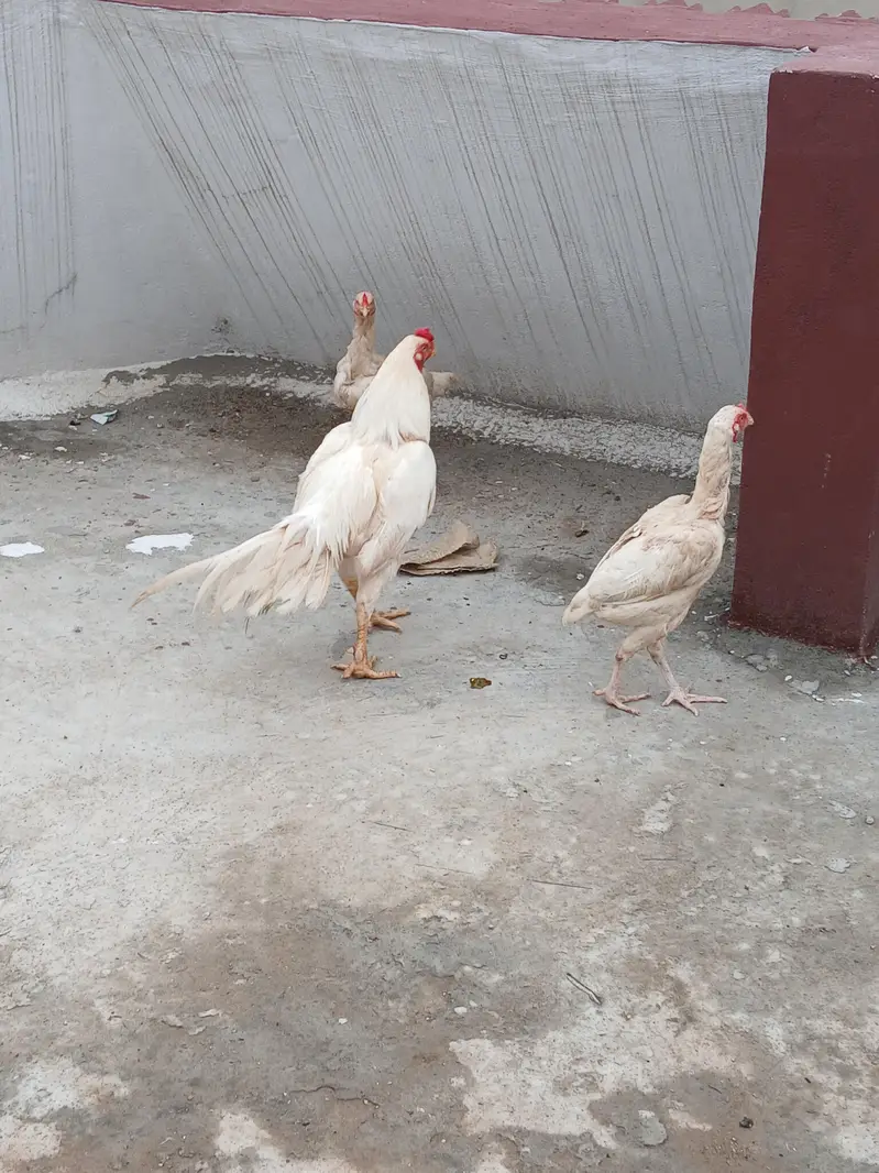 1 murgha and 2 madii — photo 5