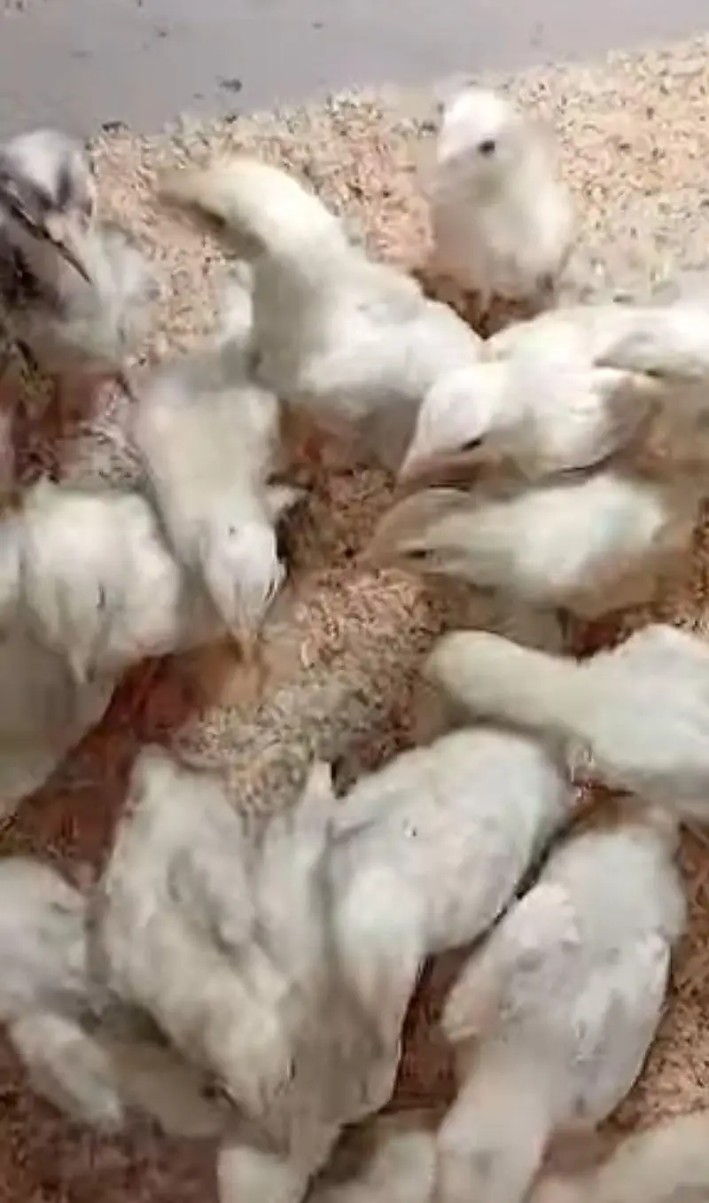 white shamo chicks