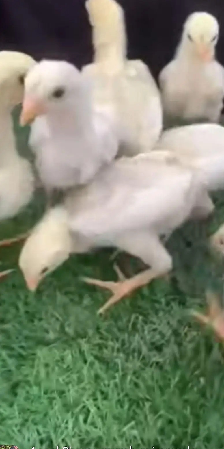 white shamo chicks — photo 2