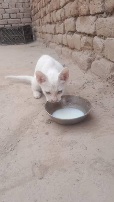 Russian cat