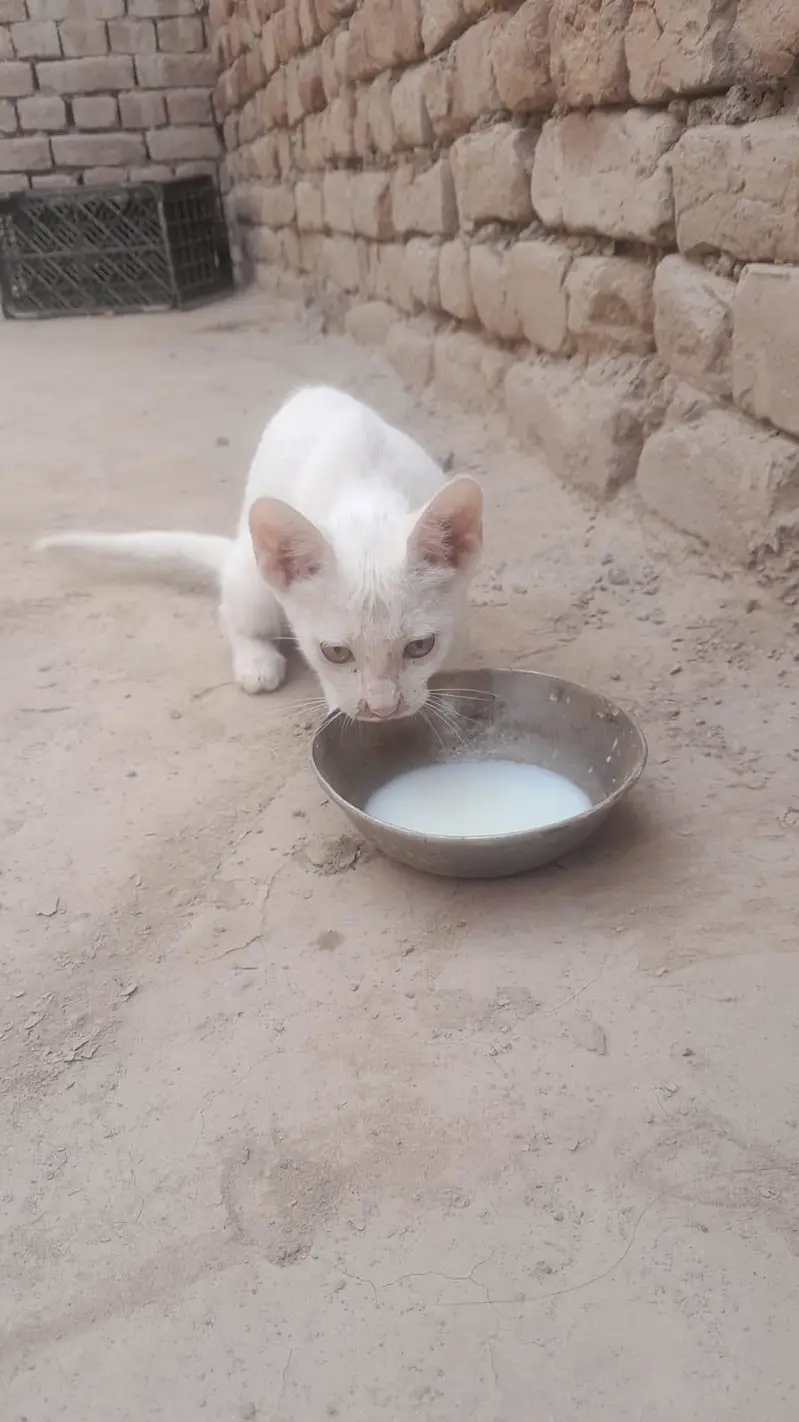 Russian cat