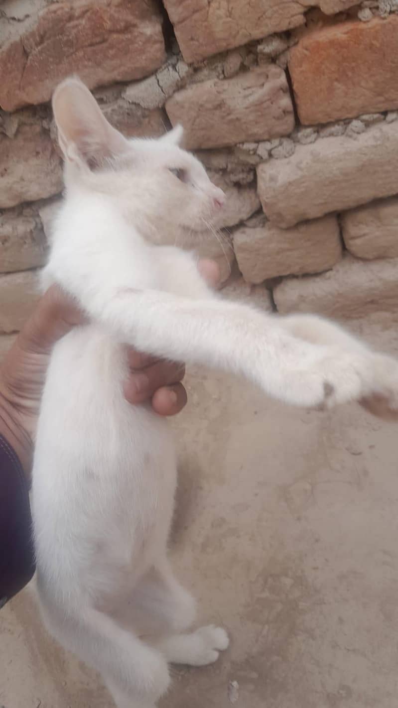 Russian cat 1