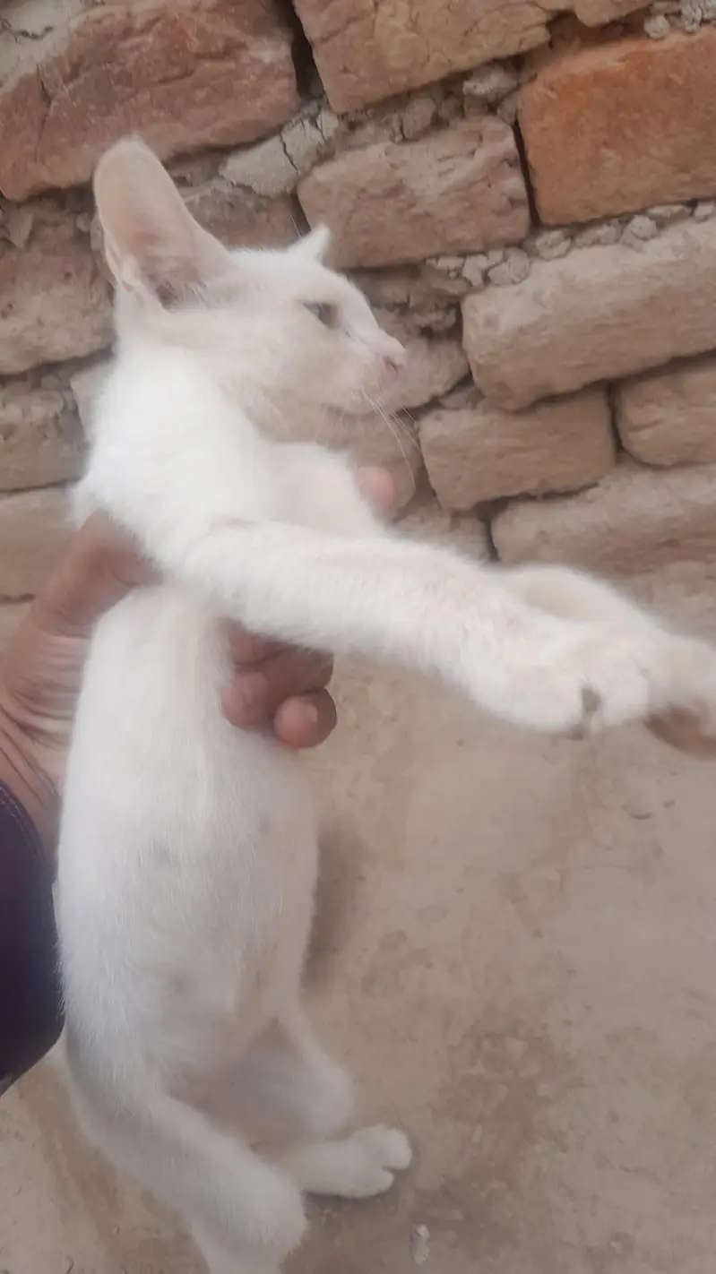 Russian cat — photo 2