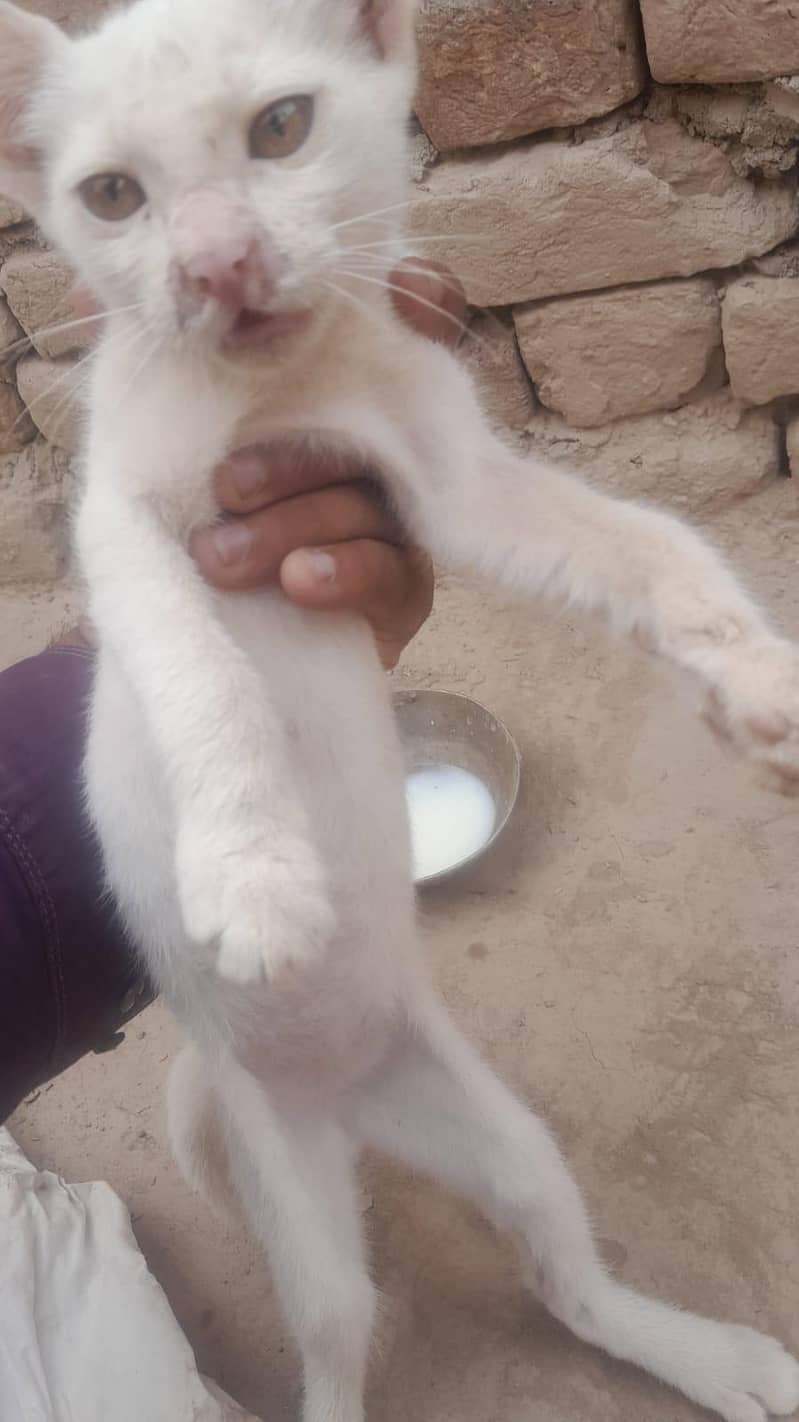Russian cat 2