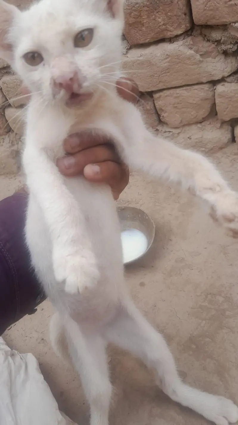 Russian cat — photo 3