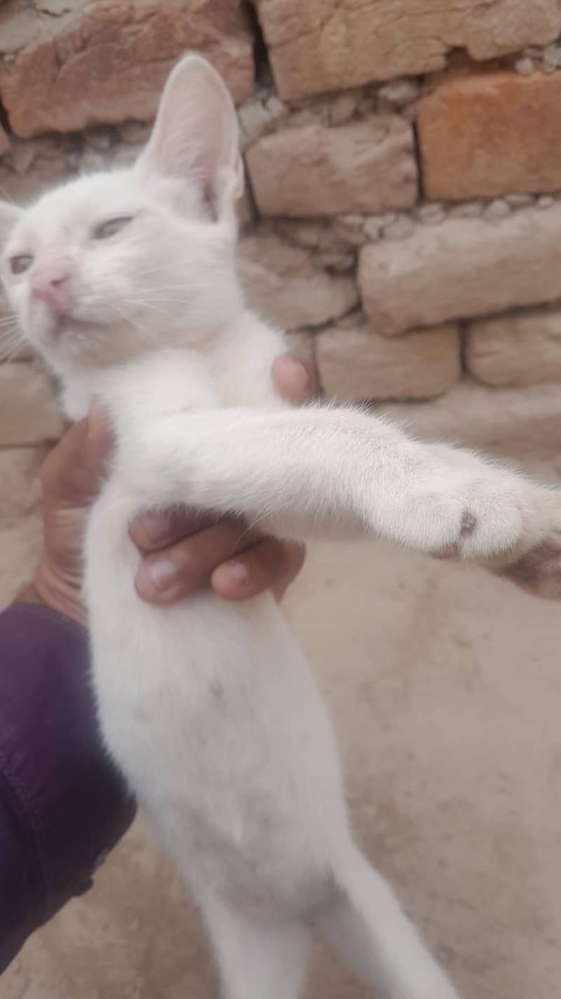 Russian cat 3