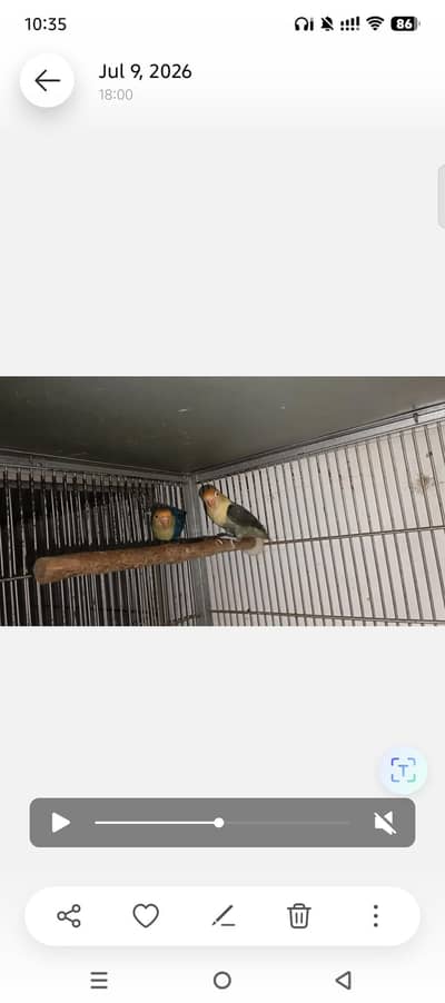 LOVEBIRDS FOR SELL