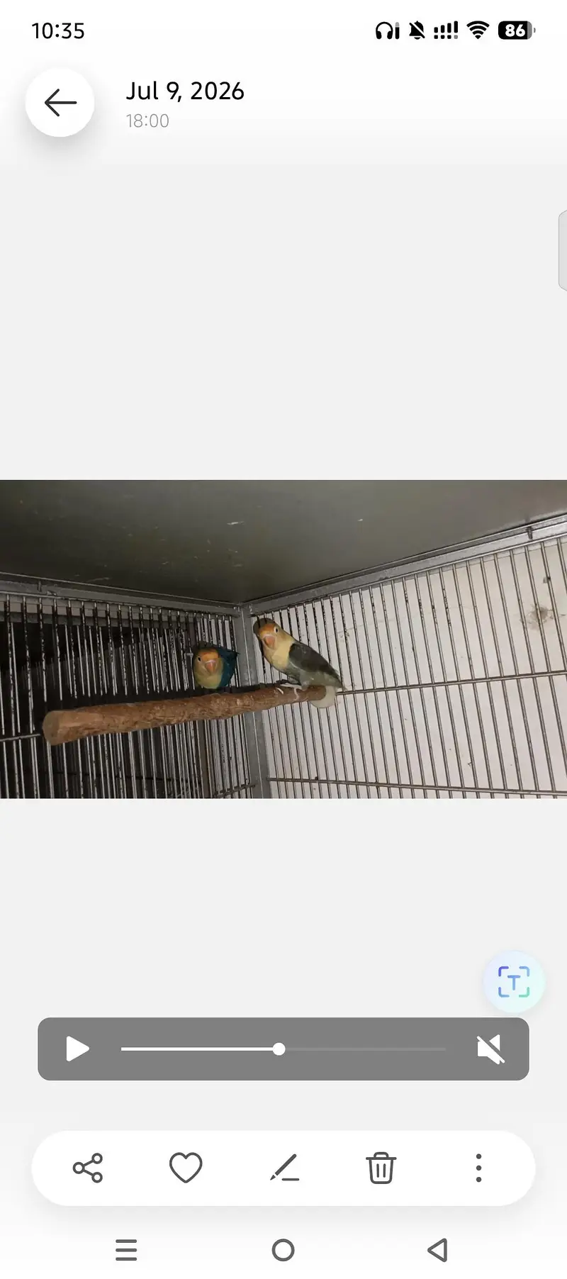 LOVEBIRDS FOR SELL