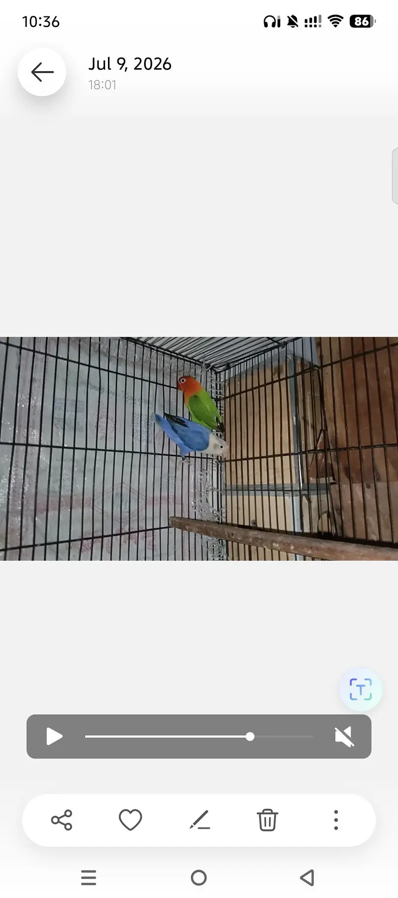 LOVEBIRDS FOR SELL — photo 2
