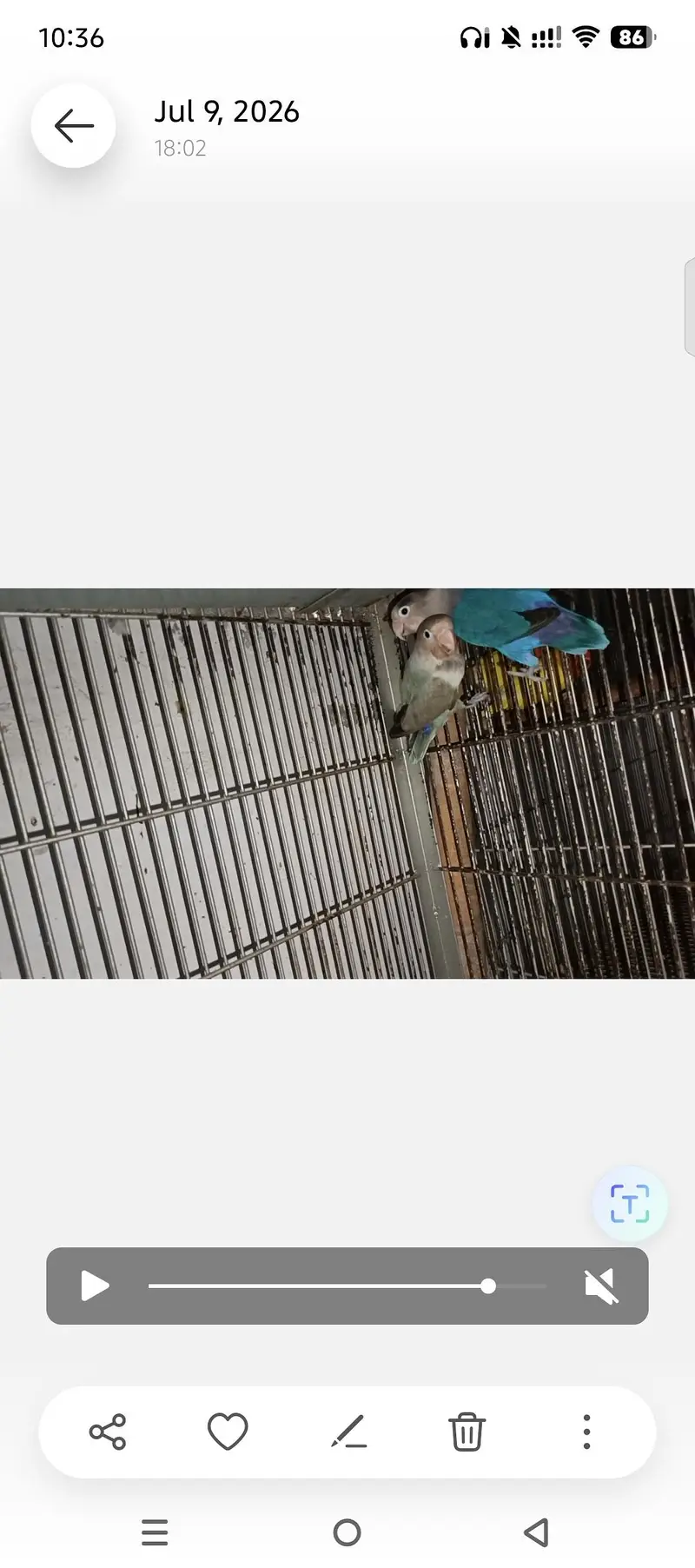 LOVEBIRDS FOR SELL — photo 3