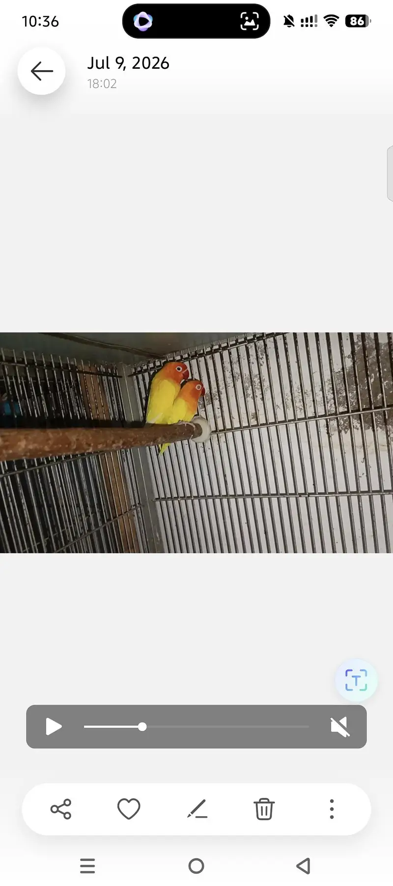 LOVEBIRDS FOR SELL — photo 4