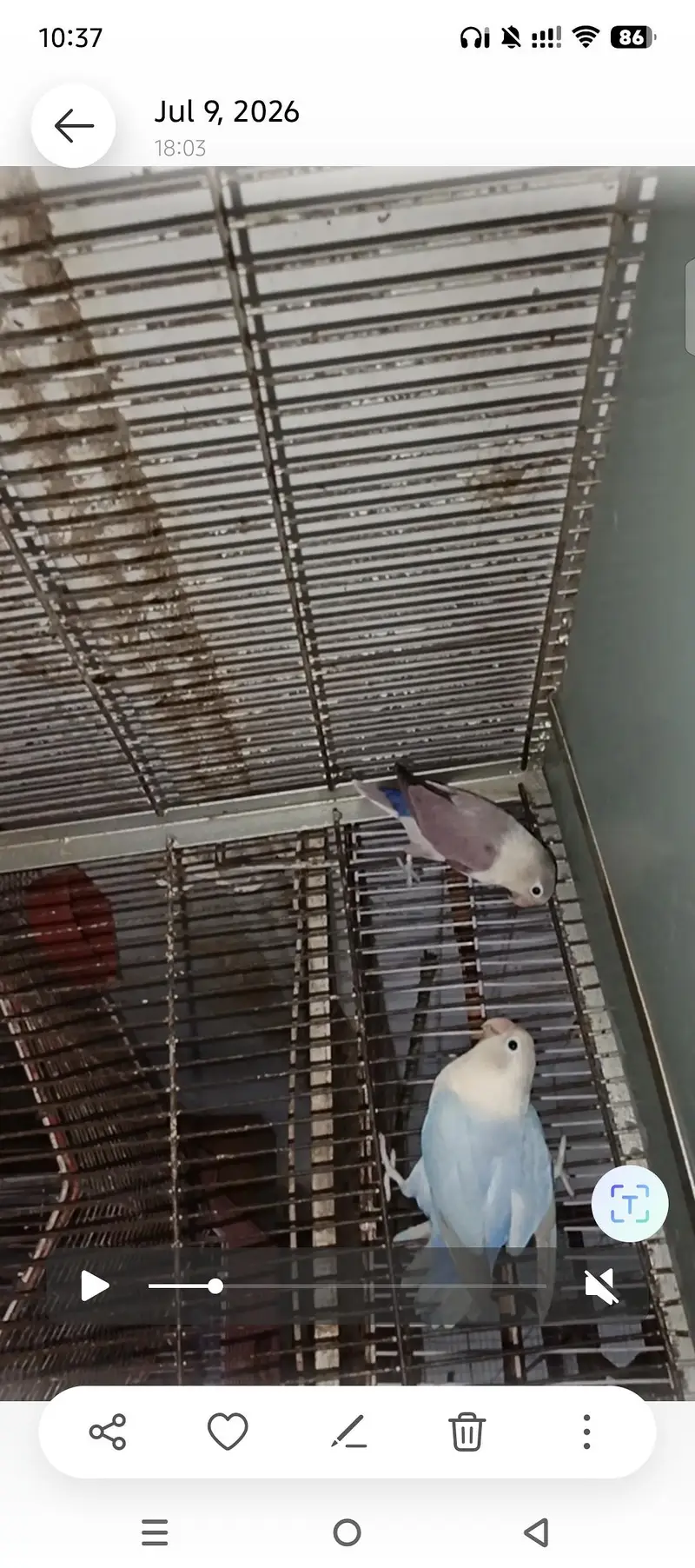 LOVEBIRDS FOR SELL — photo 5