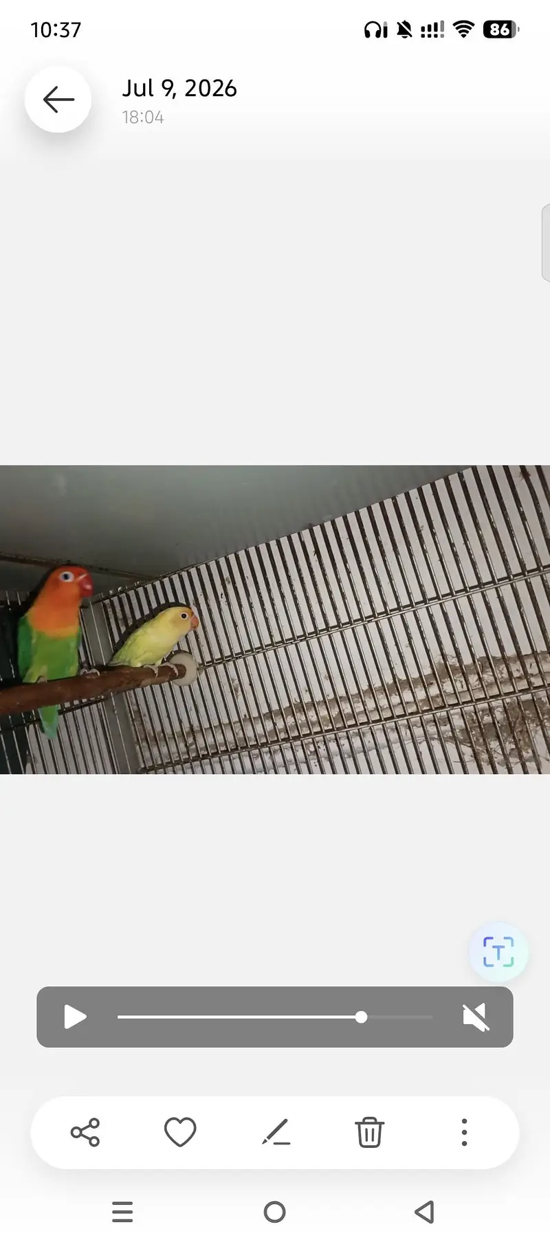 LOVEBIRDS FOR SELL — photo 6