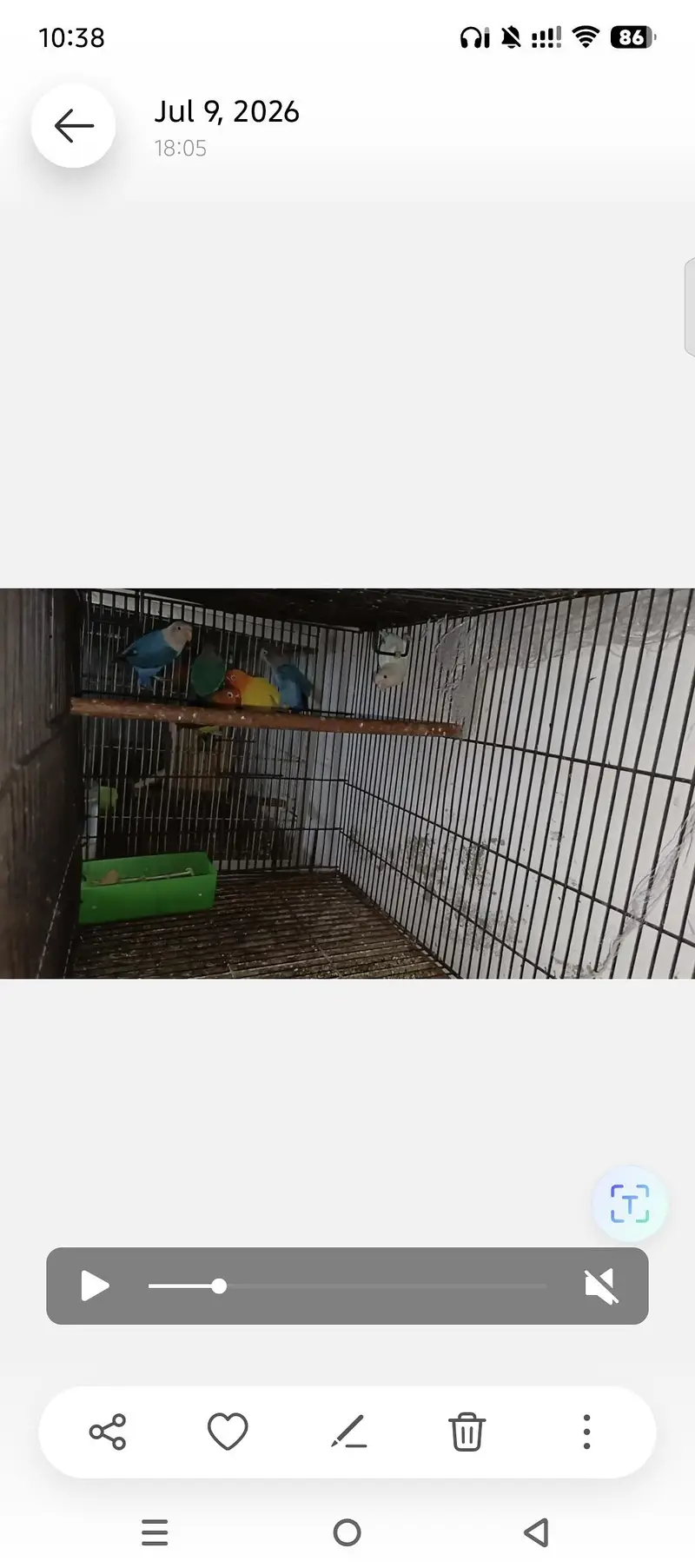LOVEBIRDS FOR SELL — photo 7