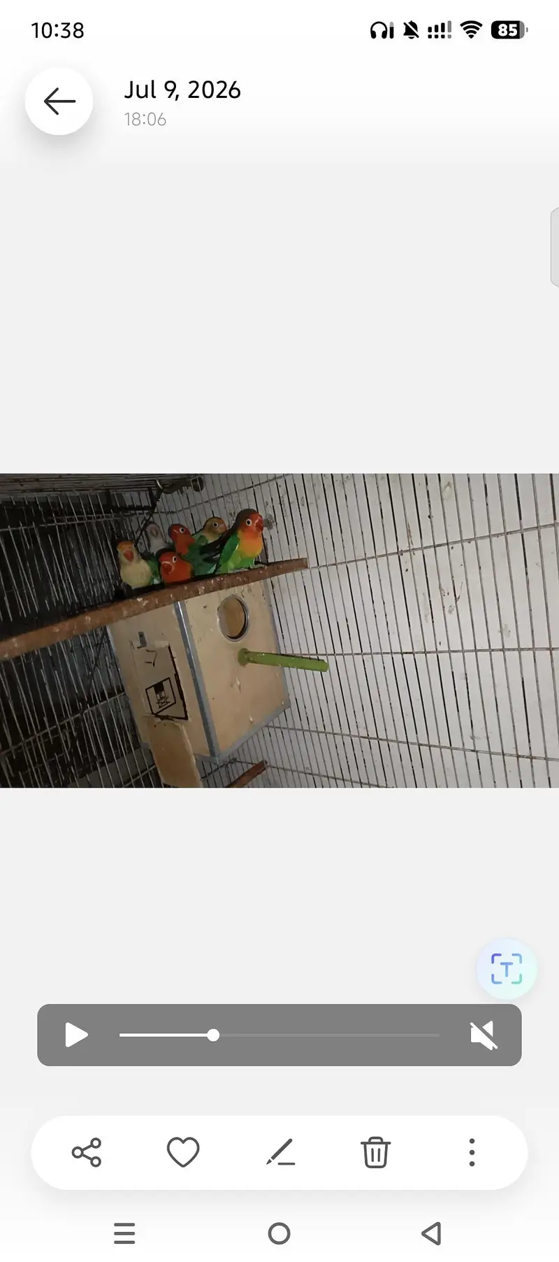 LOVEBIRDS FOR SELL — photo 8