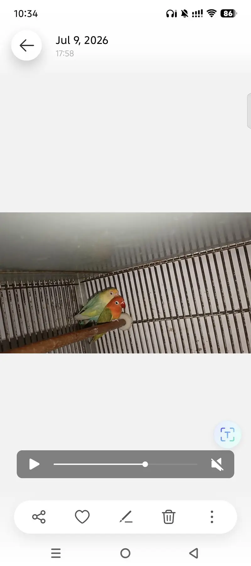 LOVEBIRDS FOR SELL — photo 9