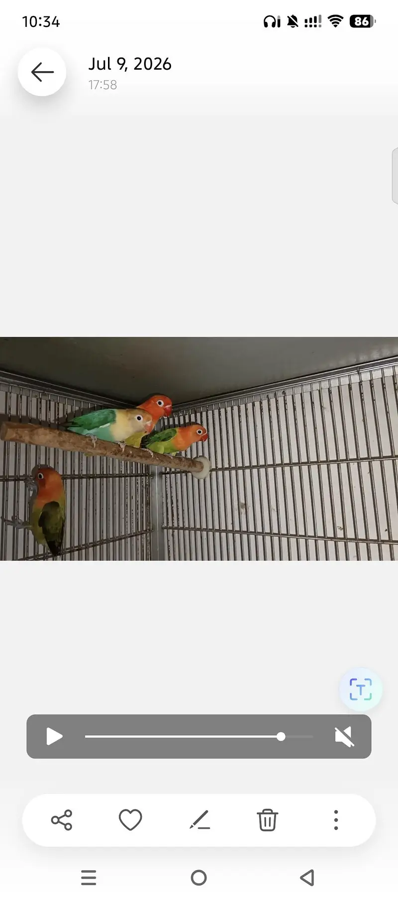 LOVEBIRDS FOR SELL — photo 10
