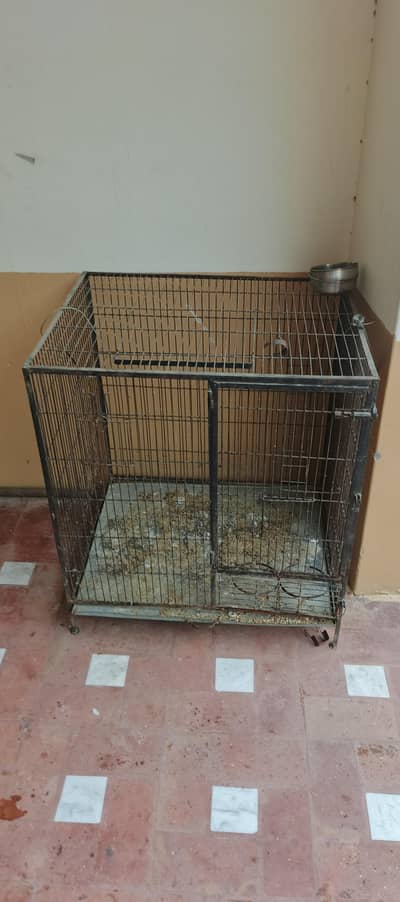 kashmiri parit cage for sale