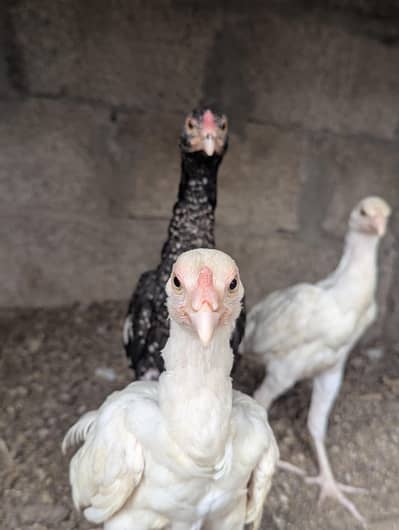 Aseel Heera and Aseel Chick for sell