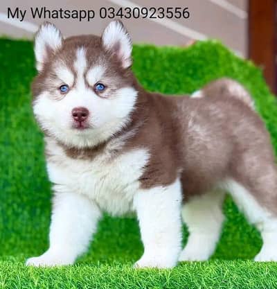 Siberian Husky  for sale