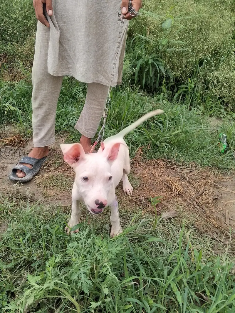 kohati gulter — photo 3