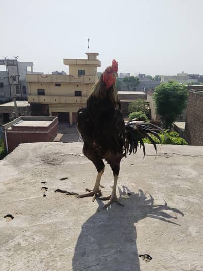pure aseel for good shok