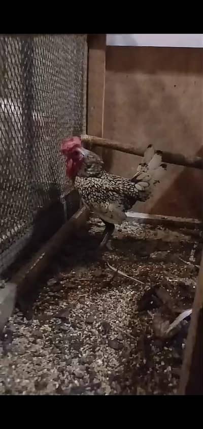 silver sabrite breeder pair active breeder pair ha