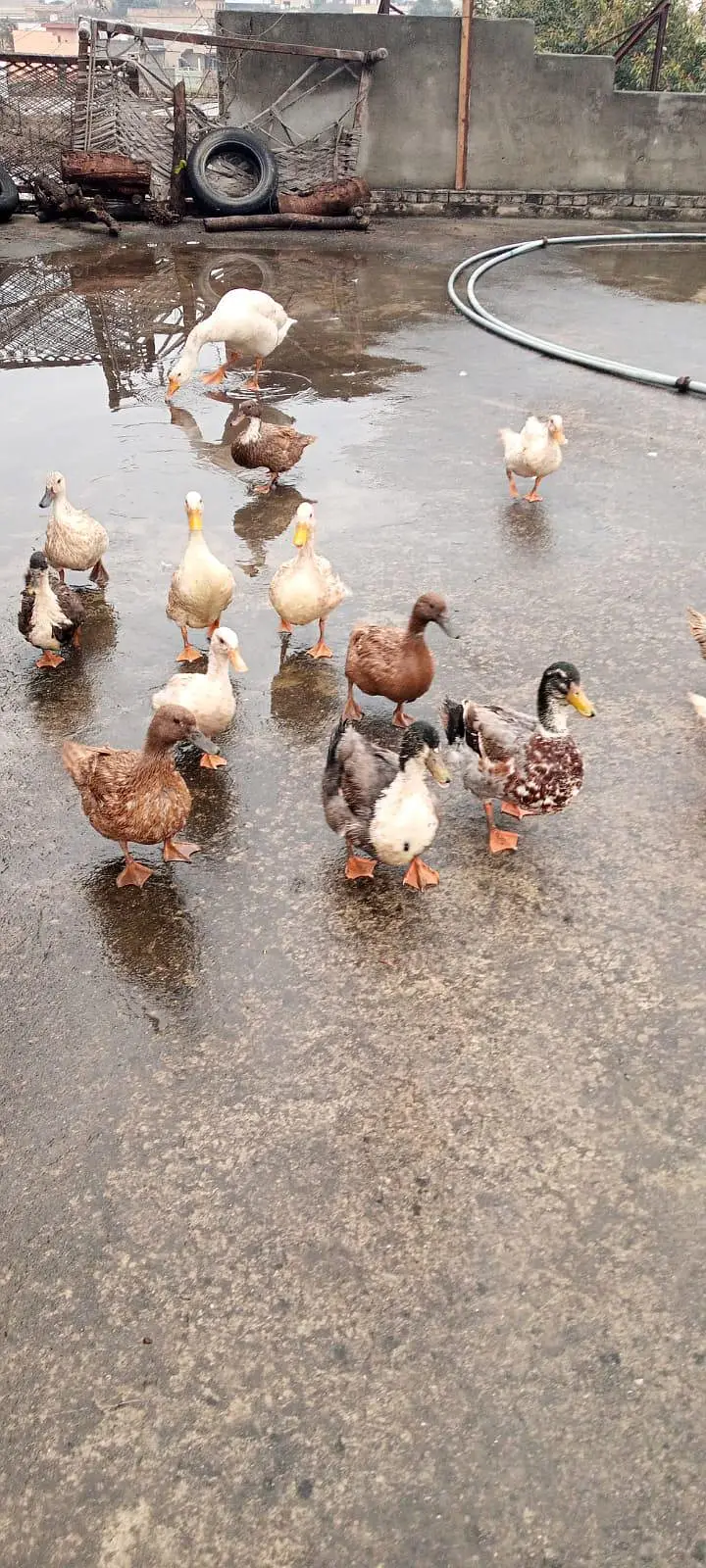 Active & Healthy Egg Laying Ducks & Big Raj Hans Male