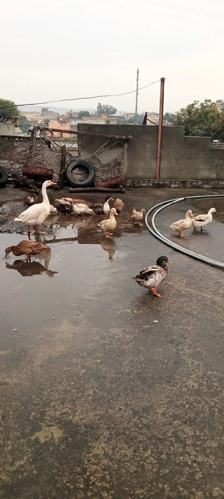 Active & Healthy Egg Laying Ducks & Big Raj Hans Male — photo 2