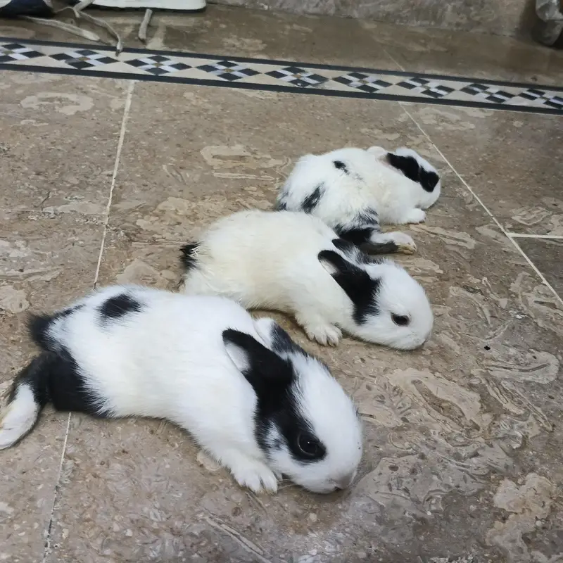 white bunnies
