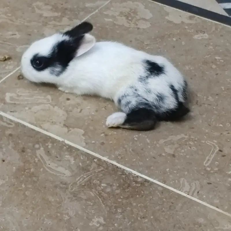 white bunnies — photo 2