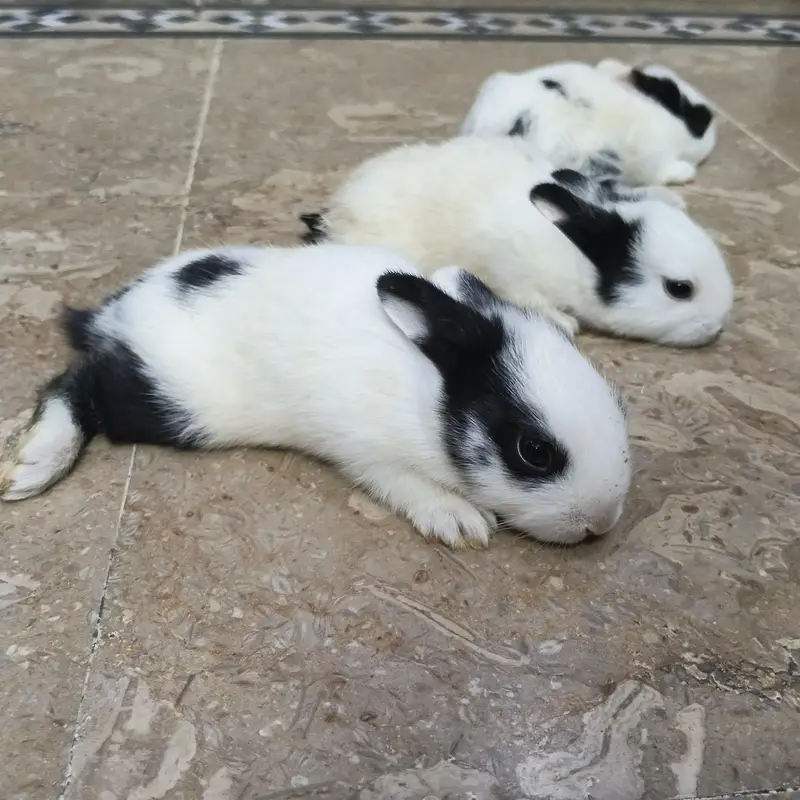 white bunnies — photo 3