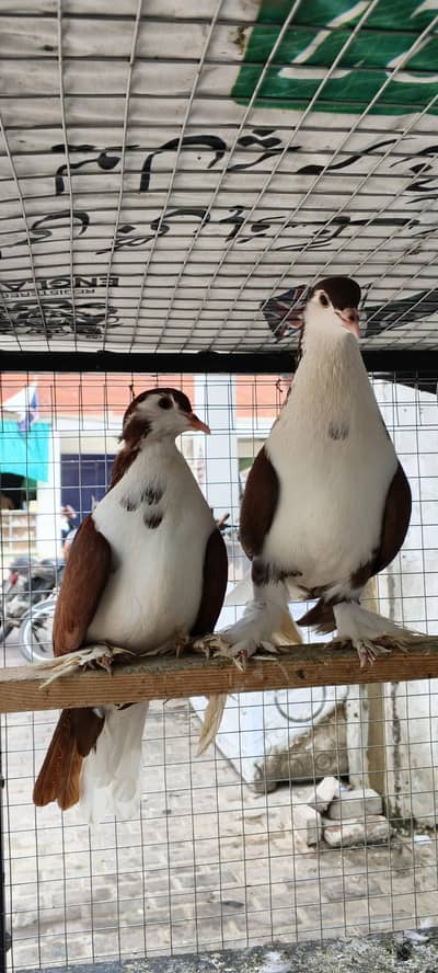 Breeder pair