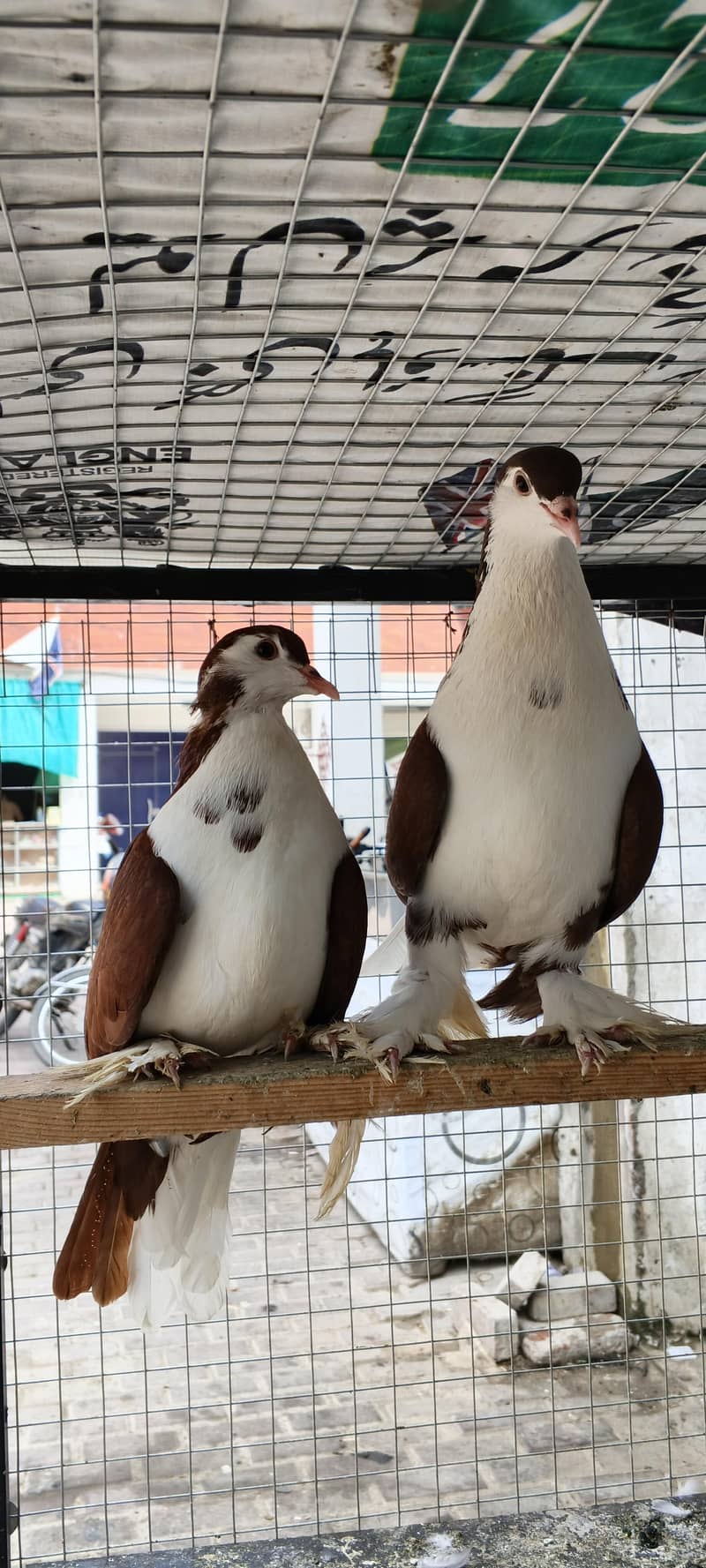 Breeder pair 0