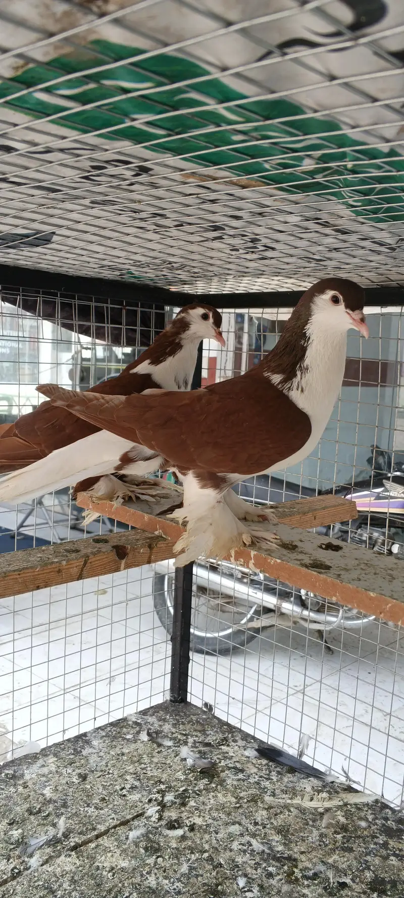 Breeder pair — photo 2