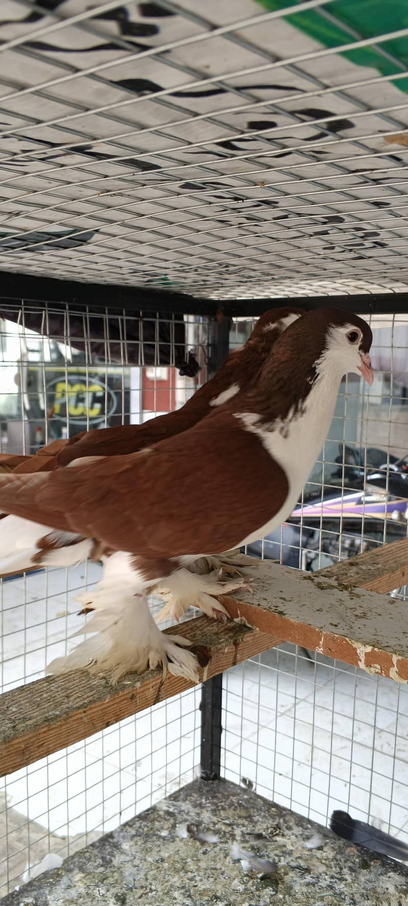 Breeder pair 2