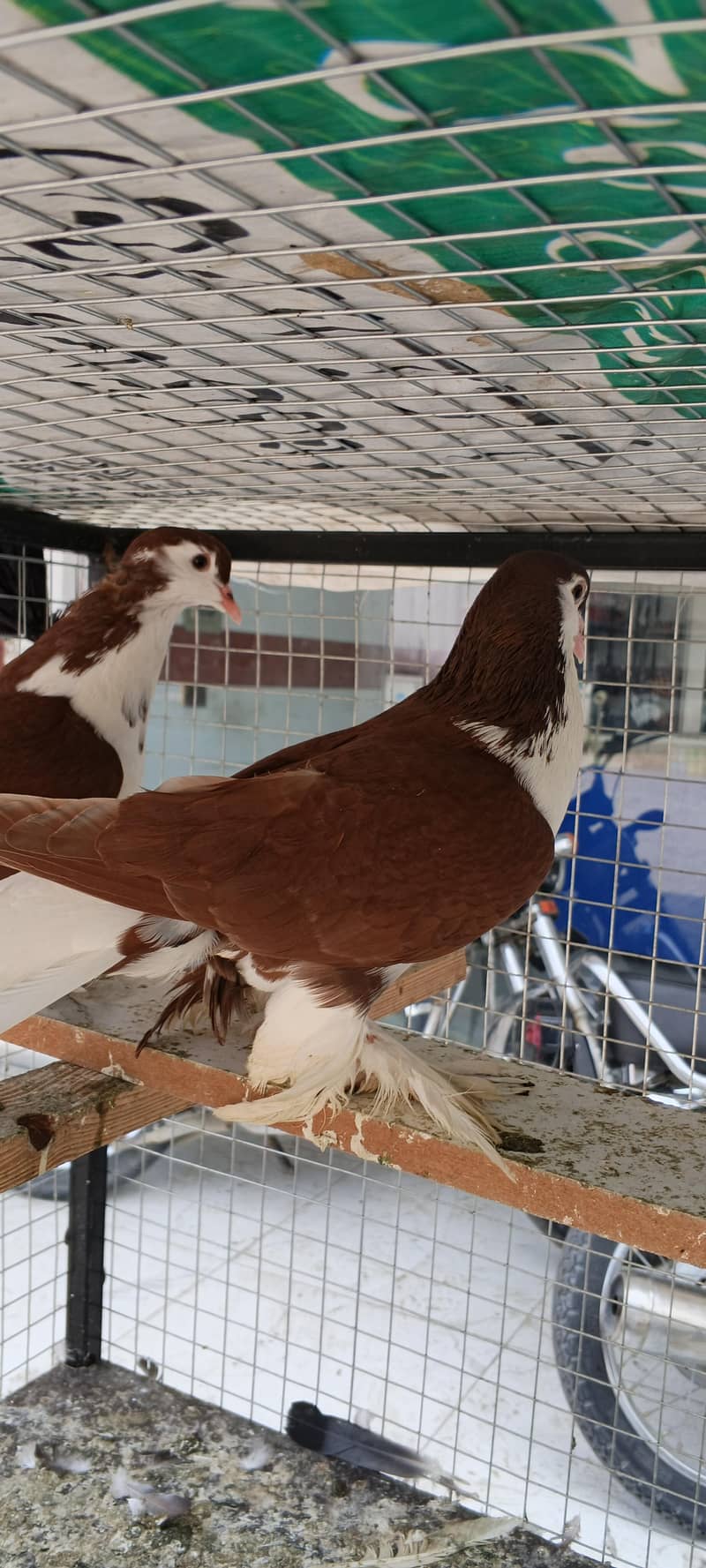Breeder pair 3