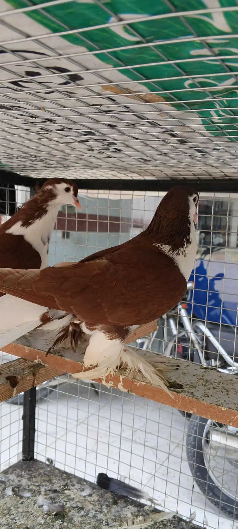 Breeder pair — photo 4